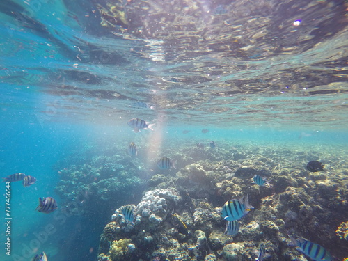  Indo-Pacific sergeant  Abudefduf vaigiensis  is a species of damselfish in the family Pomacentridae above coral reef in Red sea Egypt