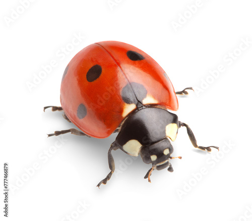 ladybug on white background © Alexstar