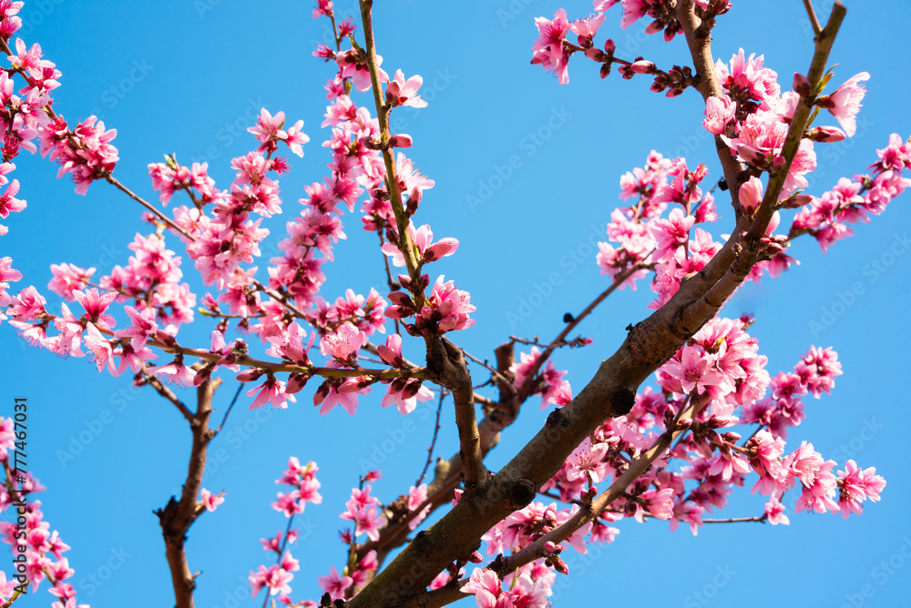 Beautiful spring blossom, cherry trees with flowers Beautiful spring blossom, cherry trees with flowers