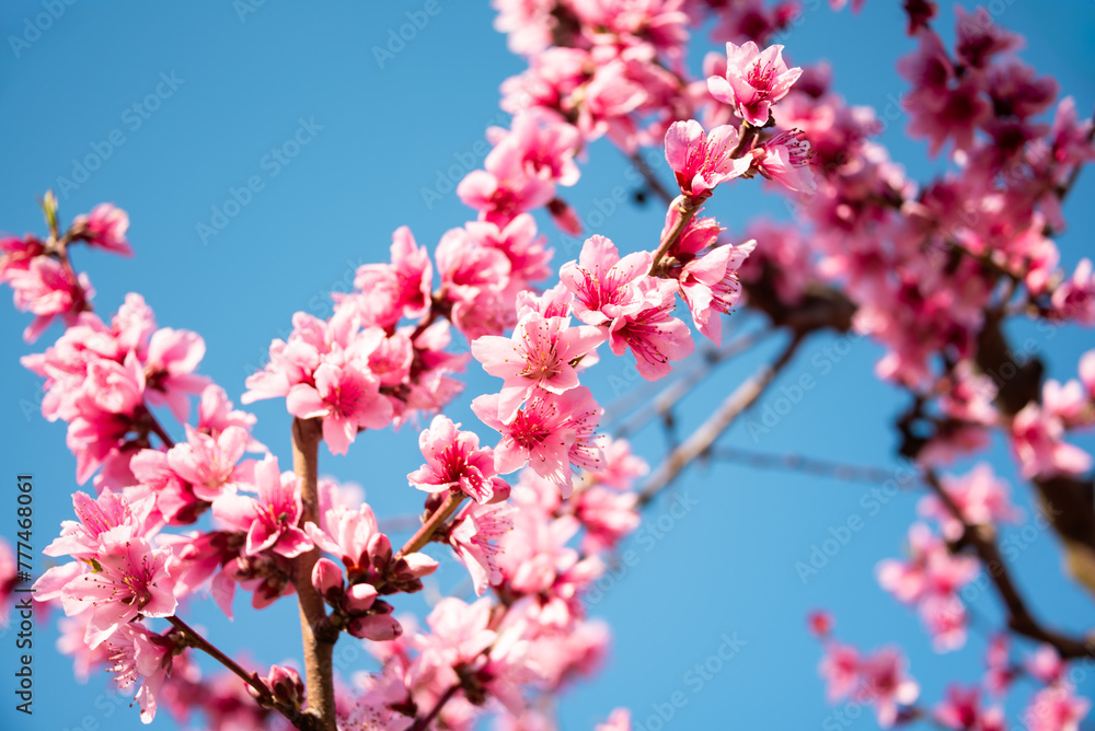 Beautiful spring blossom, cherry trees with flowers Beautiful spring blossom, cherry trees with flowers