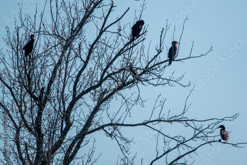 Double-Crested Cormorants Sitting In Tree