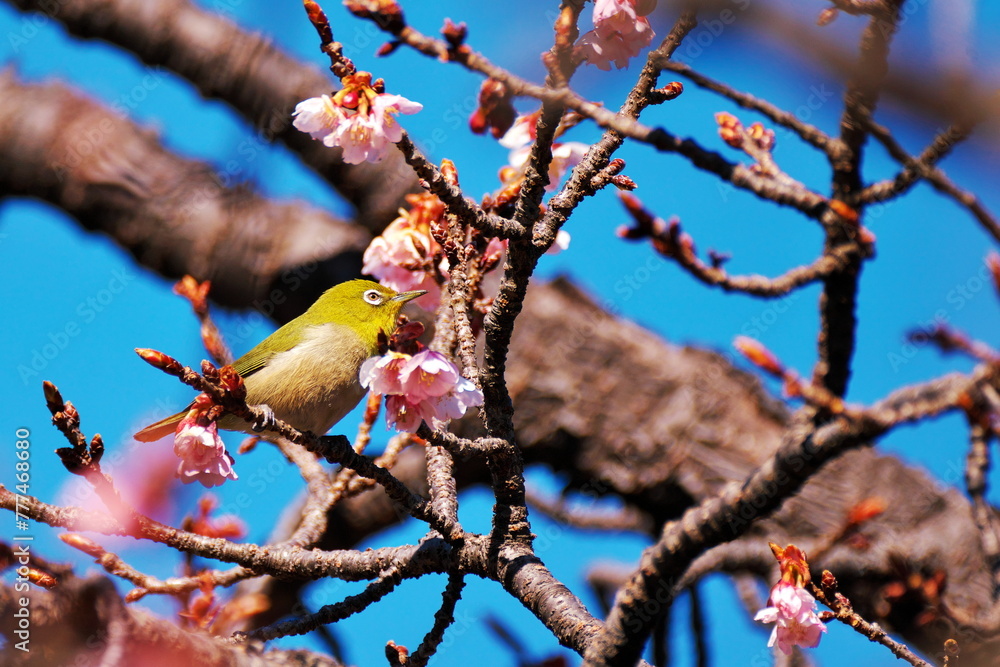 春のお花見