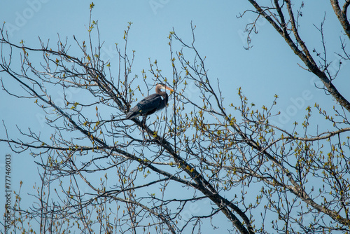Great Blue Heron Sitting In Tree