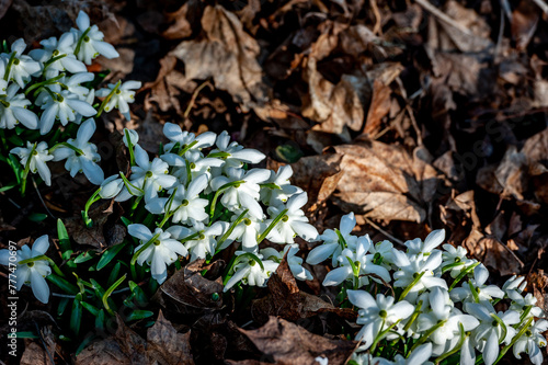 Little first spring flowers of snowdrops bloom outdoors in the spring for the March 8 holiday. Sloseup heap of white snowdrop flowers on forest glade. photo