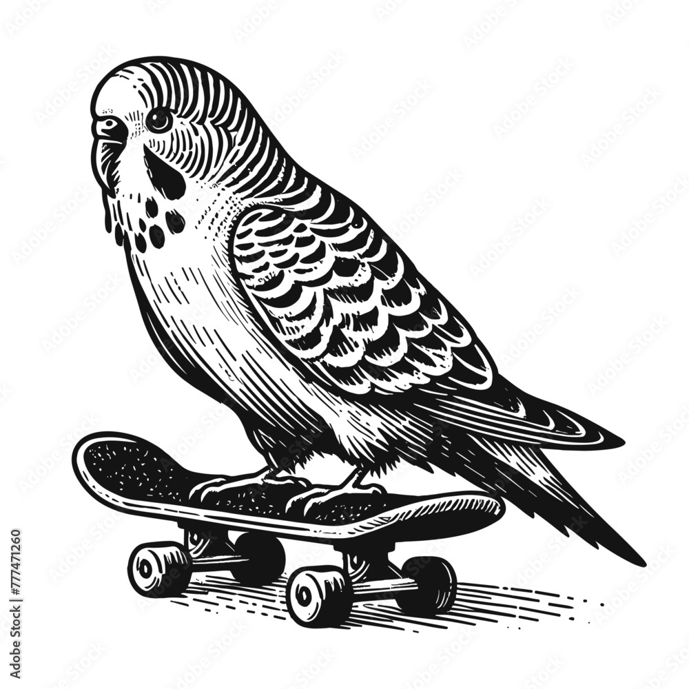 budgerigar parrot on a skateboard funny illustration - obrazy, fototapety, plakaty 