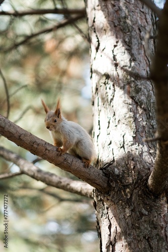 squirrel in the forest © Батырбек Абуов