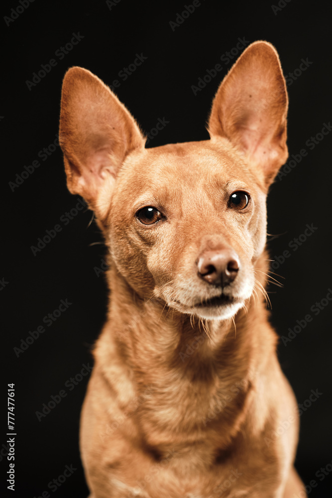 Brown dog hound with its ears rised up looking at camera in a black background