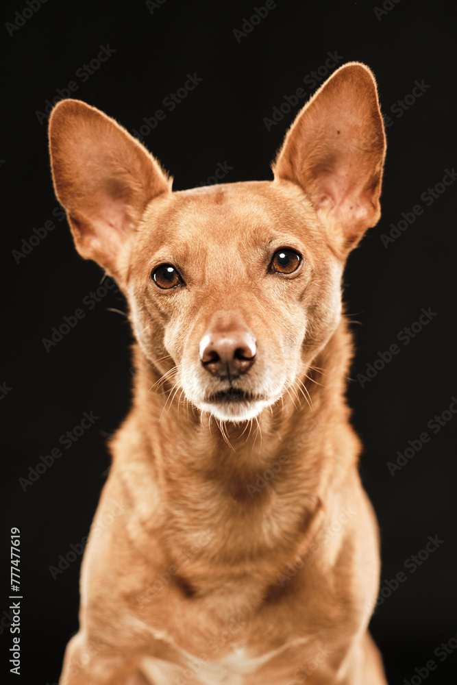 Brown dog hound with its ears rised up looking at camera in a black background Brown dog hound with its ears rised up looking at camera in a black background