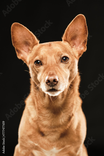 Brown dog hound with its ears rised up looking at camera in a black background