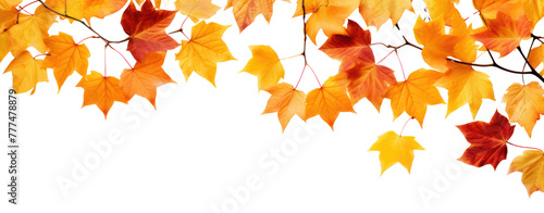 fall leafs in autumn transparent background