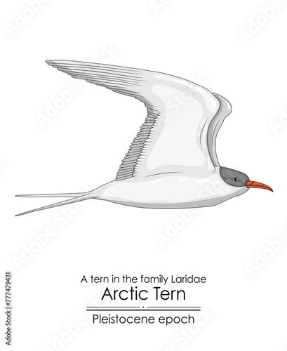The Arctic Tern appeared in the Pleistocene epoch