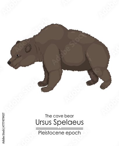 The cave bear Ursus Spelaeus from the Pleistocene epoch.