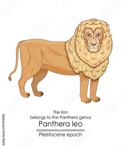 The lion belongs to the Panthera genus and first appeared in the Pleistocene epoch.