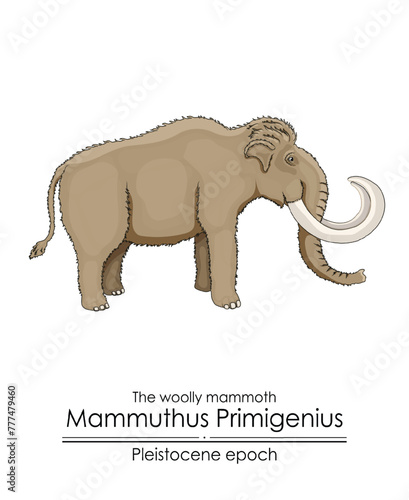 The woolly mammoth Mammuthus Primigenius from Pleistocene epoch.