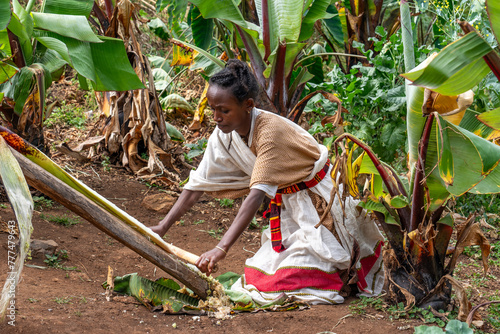 Ethiopie, a young woman from the Dorze tribe prepairs fower for flatbread from the false banana tree. Dorze village 13th  of february 2024 photo