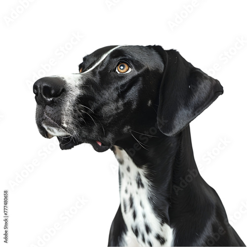A black and white dog with a white spot on its face is staring at the camera. The dog's expression is serious and focused. Generative AI