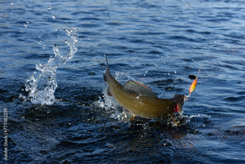 Hooked grayling jumping and fighting in an Arctic river caught with spinner lure by fisherman in Swedish Lapland near Kiruna in August 2021.