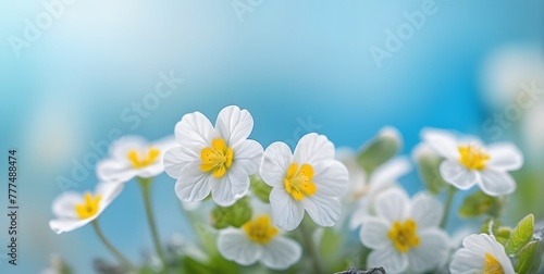 Macro blurred spring forest white flowers primroses on a blue sky background with blank space for text, Spring, summer concept