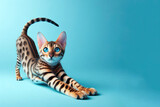 The cute bengal cat gracefully stretches with his slender body and striking blue eyes, against a color background