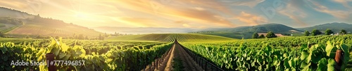 A sunlit vineyard row with a clear sky, offering a tidy and expansive setting for summer-themed projects with text space