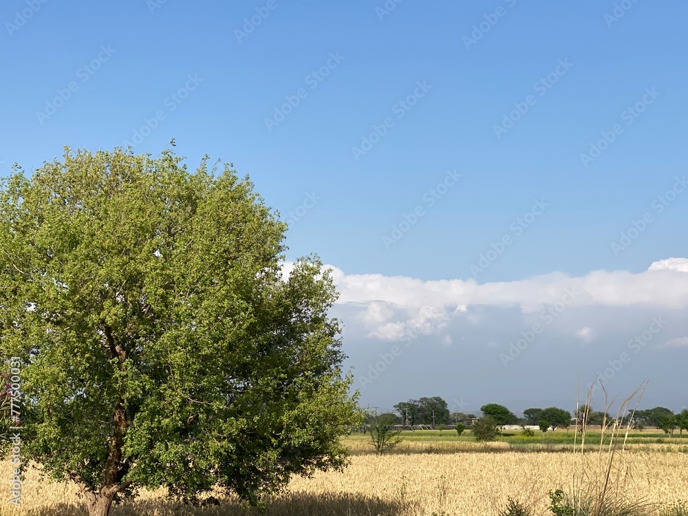 tree in crops