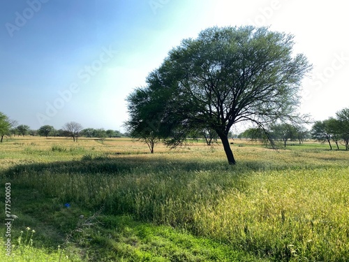 Acacia tree in the field