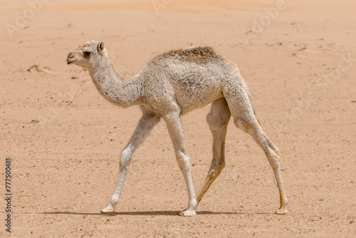 United Arab Emirates - Baby Dromadery camel (Camelus dromedarius)