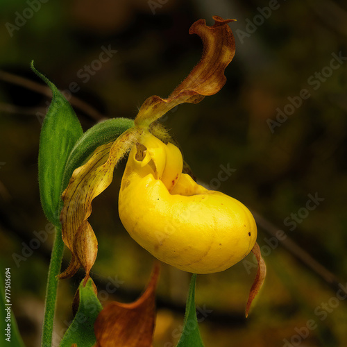 Lady Slipper