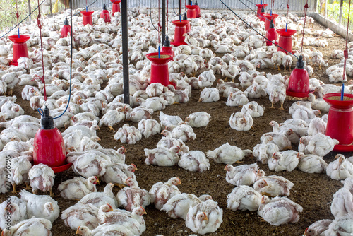 Chicken coop in Babra, Maharashtra, India