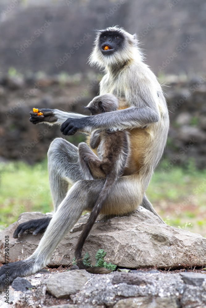 Female monkey with baby eating sweet in Daulatabad, Maharashtra, India