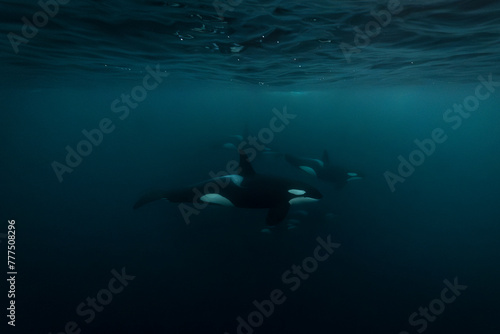 Orca (killer whale) swimming in the dark blue waters near Tromso, Norway. © Kertu