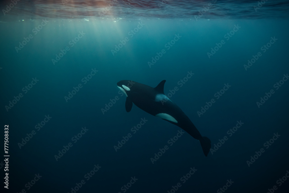 Fototapeta premium Orca (killer whale) swimming and looking up towards a flash of sunlight in the dark blue waters near Tromso, Norway.