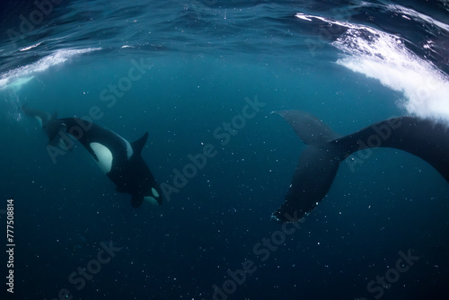 Orca (killer whale) chasing a humpback whale in the dark blue waters near Tromso, Norway.