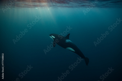 Orca  killer whale  swimming and looking up towards a flash of sunlight in the dark blue waters near Tromso  Norway.