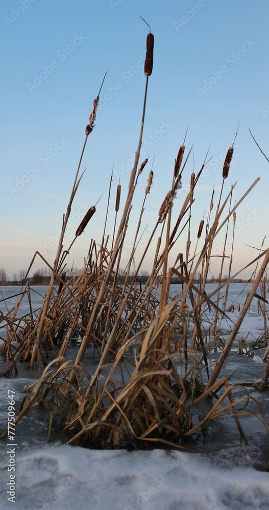 the frozen surface of the river in the winter season, ice on the river during the frosts of the winter season the frozen surface of the river in the winter season, ice on the river during the frosts of the winter season