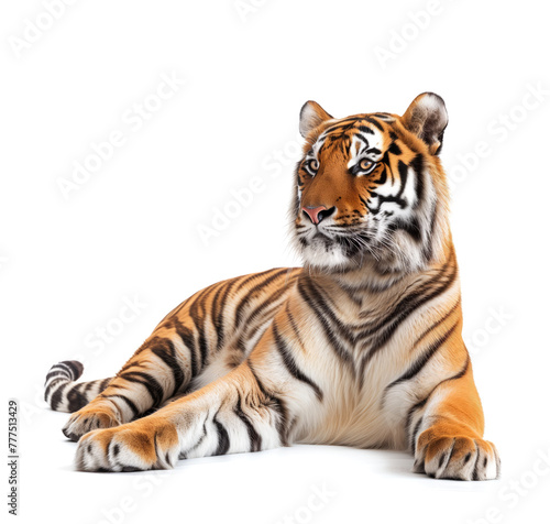 Alert Tiger in Repose with Direct Gaze