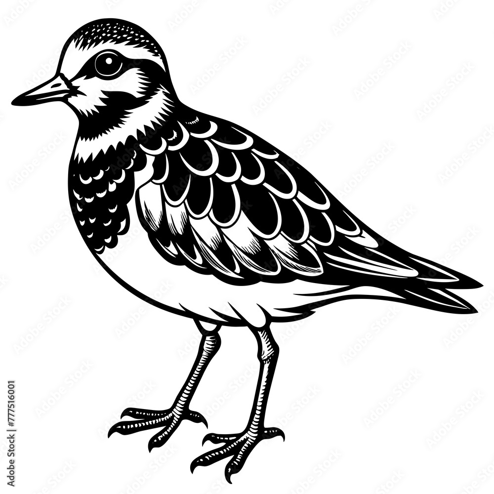 Fototapeta premium turnstone silhouette vector illustration,turnstone house,Cute cartoon turnstone characters,Holiday Silhouette,Hand drawn trendy Vector illustration,svg bat face