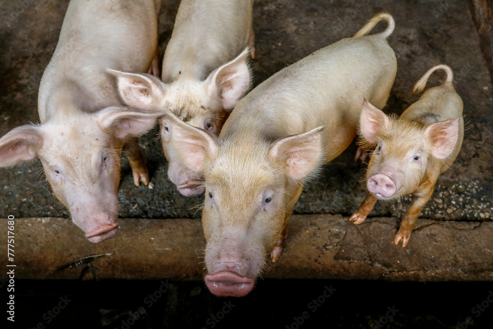 Pigs raised in Nguekhokh, Senegal Pigs raised in Nguekhokh, Senegal