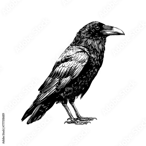 Raven black silhouette vector illustration isolated on white background Crow Flat Logo Icon Clipart 