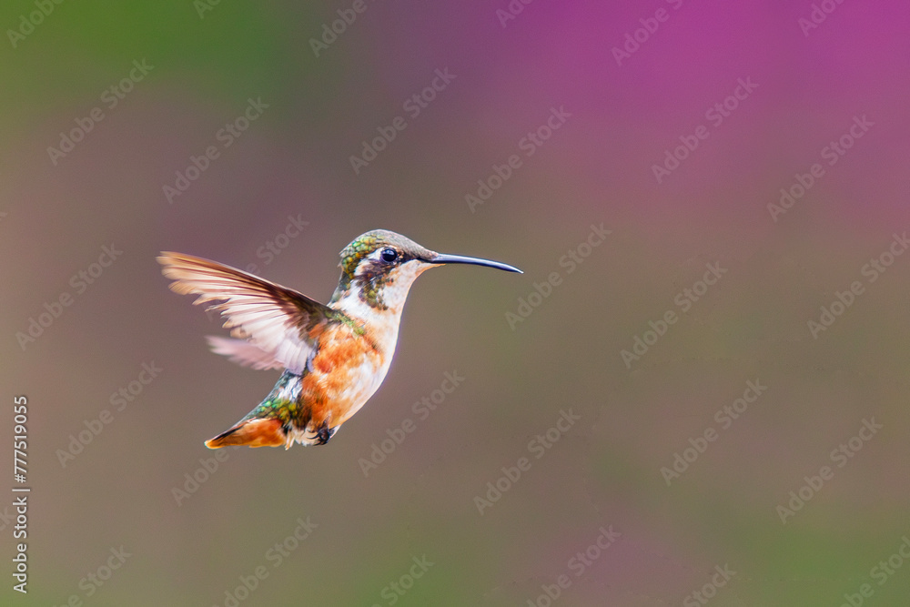 Fototapeta premium a hummingbird flies near a flower to feed