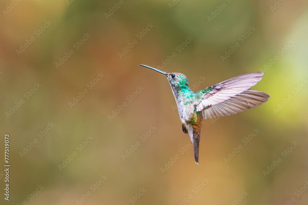 a hummingbird flies near a flower to feed a hummingbird flies near a flower to feed