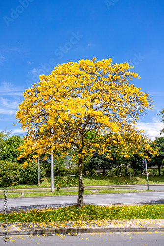 Guayacan trees in bloom in Medellín (Colombia)