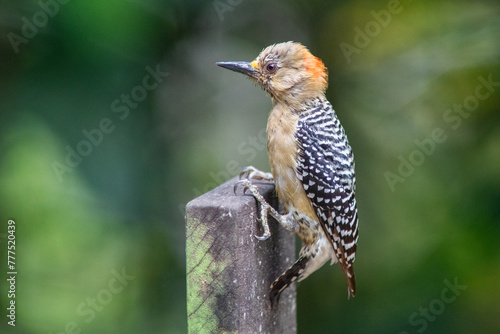 Hoffmann's woodpecker (Melanerpes hoffmannii) photo