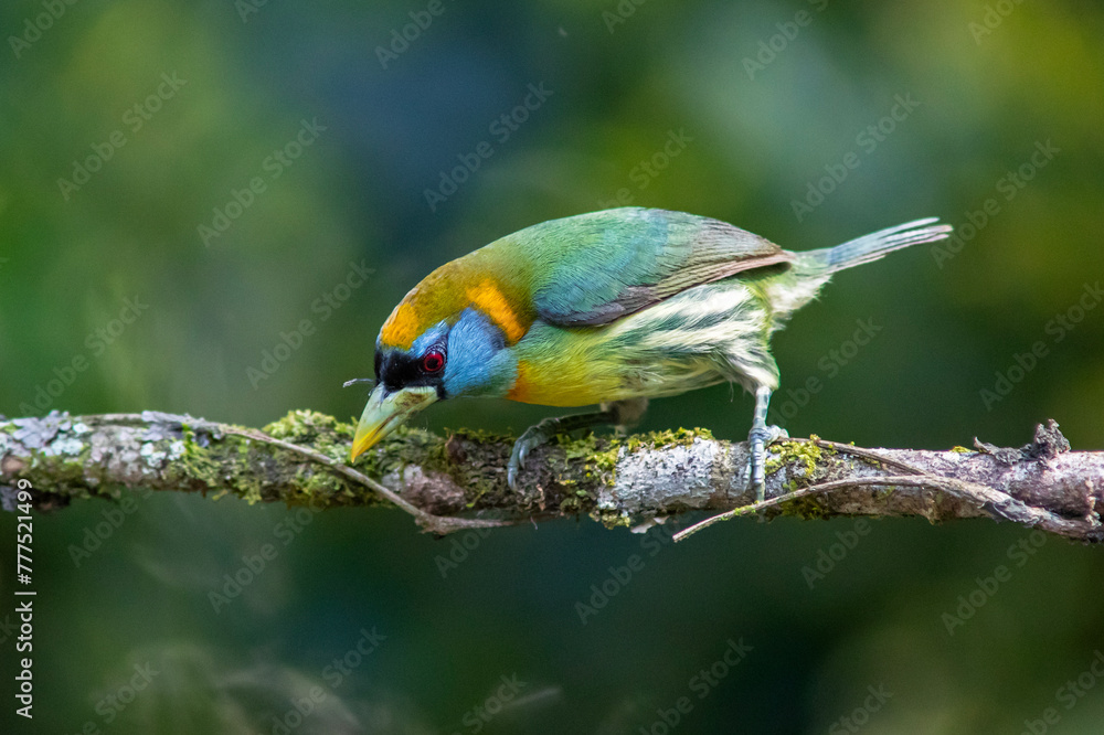 Obraz premium Torito cabecirojo, Red-headed Barbet (female) (Eubucco bourcierii) perched on a branch