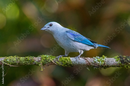 blue-gray tanager (Thraupis episcopus) perched on a branch © GuillermoOssa