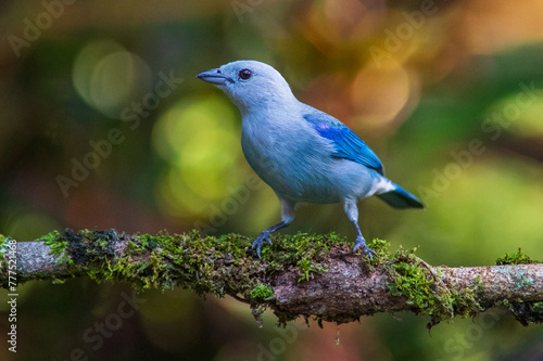 blue-gray tanager (Thraupis episcopus) perched on a branch photo