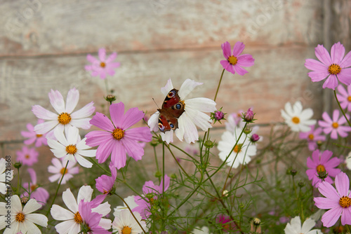 Peacock butterfly on Cosmos flower.
