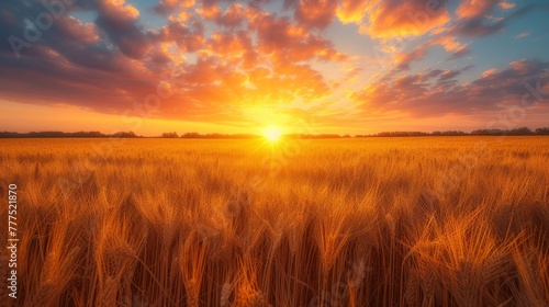   A sunset in a wheat field with the sun penetrating clouds, setting centrally © Mikus