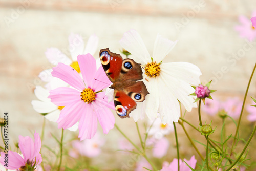 Peacock butterfly on Cosmos flower.
