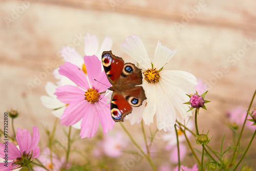 Peacock butterfly on Cosmos flower.
